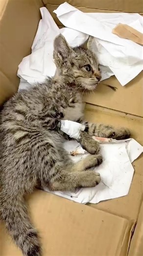 Animal Rescue: Heartwarming Stories of Saved Pets