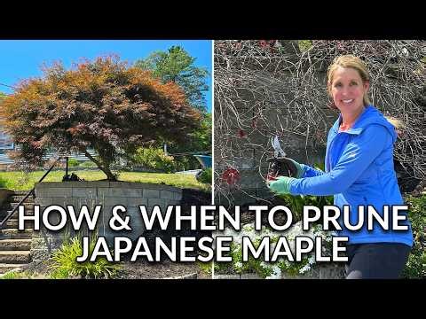 Don't Mess Up Your Japanese Maple Pruning! How & When To Prune Japanese Maple! 🍁