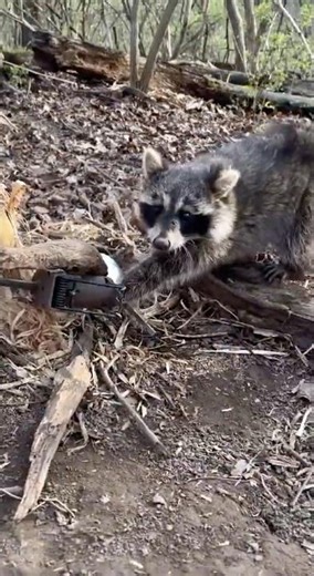 Checking the traps.#hunting #deerhunting #fishing #bassfishing #trapping