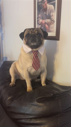 29 reactions · 9 comments | I iz sad  | Pug Philosophy | Facebook