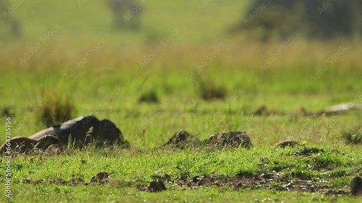 Mongoose looking out over African savanna, curious African Wildlife in Maasai Mara National Reserve, Kenya, Africa Safari Animals in Masai Mara North Conservancy