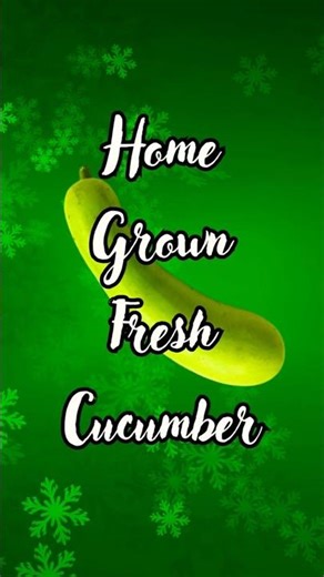 Home Grown Fresh Cucumber | വീട്ടിൽ വളർത്തിയ വെള്ളരിക്ക #shorts