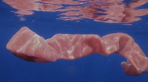 Oceana | FUN FACT: A Giant Pyrosome can be wide enough for a person to enter. . The Giant Pyrosome is a free-floating, colonial tunicate that is... | Instagram