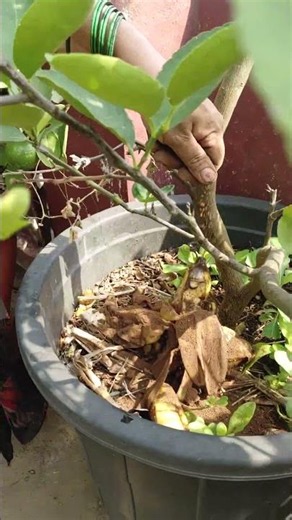 🍋 Is the lemon tree weak? This earth power is enough! | Terrace Garden lemon plant || TELUGU GARD...