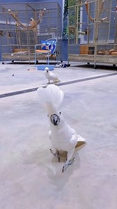 Joyful cockatoos dancing around🤍 . . . #birds #pets #fyp #parrots #cockatoo #cockatoolife #reelsfbシ | The Reels Parrot