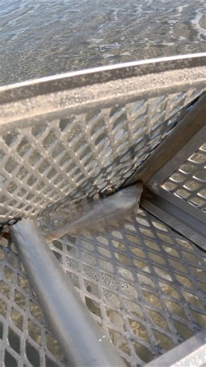 82K views · 751 reactions | Crazy what I caught in the sand flea rake! #fblifestyle | Bearded Brad | Facebook