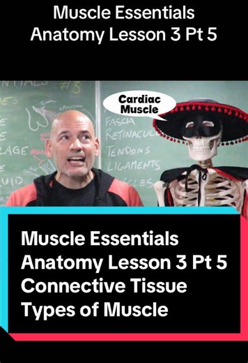 Muscle Essentials Anatomy Lesson 3 Part 5 Connective Tissue - Types of Muscle #anatomylesson #connectivetissue #anatomy #health #muscle