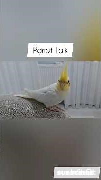 Parrot talk:Decoding Their "Conversations"