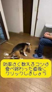 クリッカートレーニングの基礎（チャージング）を教えてみた〜クレオパくん・1日目〜