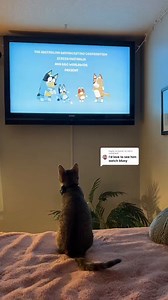 Who said cats and dogs can't get along? 💙 #Bluey 🎥 TT credit: http://di.sn/6189ObNgZ | Disney Jr.