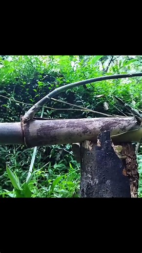 20K views · 137 reactions | Penemuan bambu pethuk yang sangat sempurna #bambupethuk | Sakraling Pethuk | Facebook