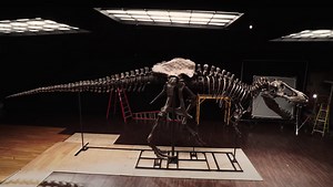 You Can Buy Your Very Own T. Rex Skeleton