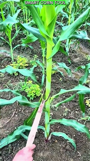 Corn Leaf Stripping Tool: A Simple Farming Trick.