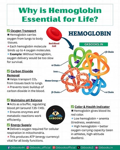 Hemoglobin is the lifeline of our body — it carries oxygen, removes carbon dioxide, balances blood pH, and fuels energy production. 🫁💪 Without it, survival is impossible! Understand why this iron-rich protein is called the "oxygen carrier of life" and how it keeps us alive every second. 🌍❤️ #Hemoglobin #HumanBiology #OxygenTransport #BloodFacts #GeneralScience #AnemiaAwareness | InfoPic Notes