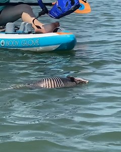 These heroes saved an exhausted armadillo from drowning! ❤️🥹 | Furry Tails