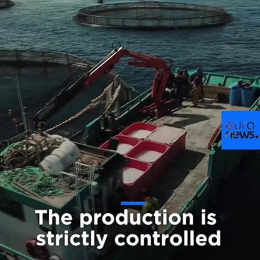 7.8K views · 37 reactions | OCEAN | Wild vs farmed fish? With marine resources already stretched to the limit, fish farming is increasingly seen as one way to satisfy the world's growing food needs. Find out more: https://bit.ly/2EW48vs (with EU Maritime & Fish) | Euronews English | Facebook