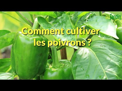 HOW TO TRANSPLANT and GROW PEPPERS in the VEGETABLE GARDEN?