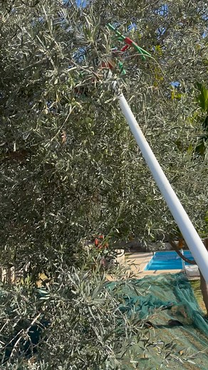 Extra virgin olive oil | Villa Aloni,Holidays in Crete,Greece
