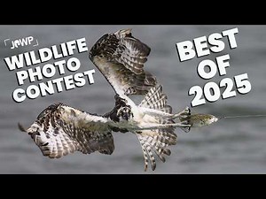 2025 Wildlife Photo Contest Winners - Journal of Wildlife Photography