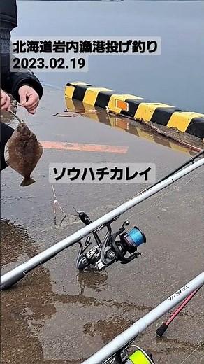 北海道岩内漁港投げ釣り2023.02.19 ソウハチカレイ #釣り #北海道 #岩内 #ソウハチ