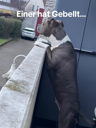 Understanding Pit Bulls and American Bullies: Traits and Care