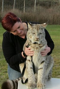 15 reactions | An incredible encounter with a majestic Lynx! ✨ These wild cats are truly magnificent creatures of nature. So powerful and beautiful. #Lynx #WildCats #WildlifePhotography #NatureLover #MajesticAnimals #BigCats #AnimalEncounter #USAWildlife #Conservation | USA Cat Lovers | Facebook