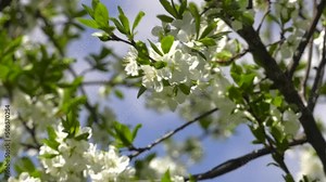 Plum blossom in spring. Close-up of the white flowers on an american wild plum tree that is growing in the forest on a warm sunny spring day in may with blurred tree branches