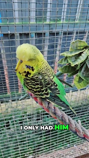 My Oldest Budgie: A Lifelong Feathered Friend! #shorts