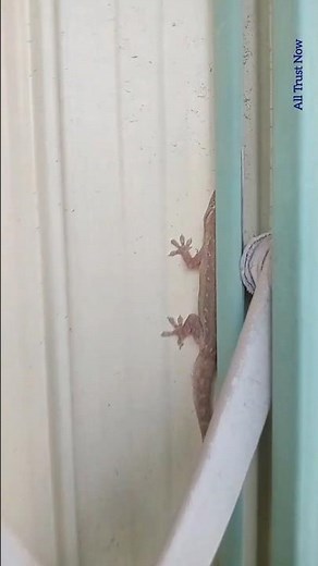 Fast Gecko Lizard (Chipkali) Running at the Door #lizard #gecko #chipkali