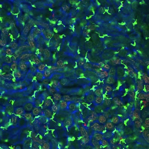 Microscopie intravitale rénale sur des souris CX3CR1 GFP CCR2 RFP.