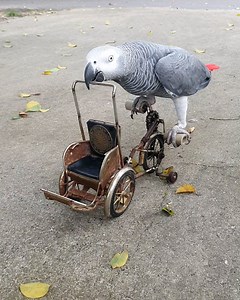 Parrot prefers riding his bicycle to flying 🚲🦜 | Furry Tails