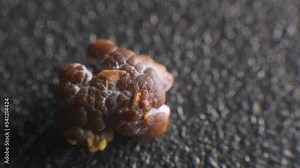Close-up of a kidney stone. Neoplasm urolithiasis of the kidneys. nephrolithiasis - Closeup shot of a kidney stone renal calculus or nephrolith on a black porous background.