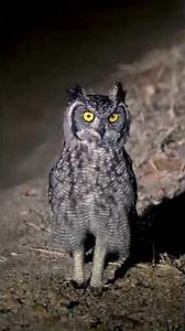facts about owl