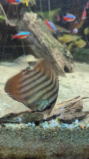Checking in with the juvenile discus fish — look how big they're getting! 🥺🥺 #vanaqua | Vancouver Aquarium