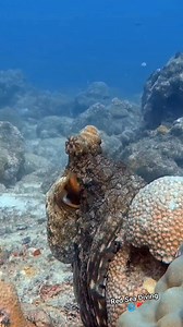 63K views · 1.9K reactions | Mesmerizing close-up of a beautiful octopus  Its colors, textures, and intelligence are just fascinating! Come dive with us and discover the magic of the underwater world. Tag a friend who loves ocean life and share the beauty! #octopus #octopuslove #marinelife #fblifestyle | Red Sea Diving | Facebook