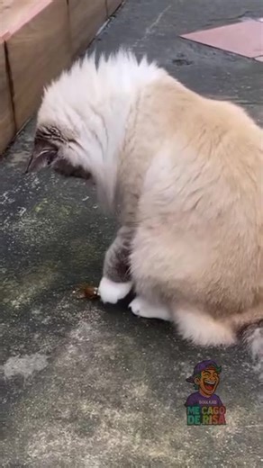 246K views · 9.2K reactions | Yo me paro solo  | Me cag0 de risa | Facebook