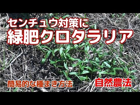 センチュウ対策に緑肥クロタラリア／簡易的な種まき方法 自然農法