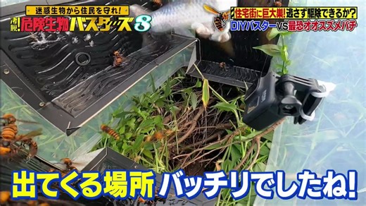 危险生物busters 8★现在糟糕！猛毒黄蜂vs厉害巴斯特SP10-27