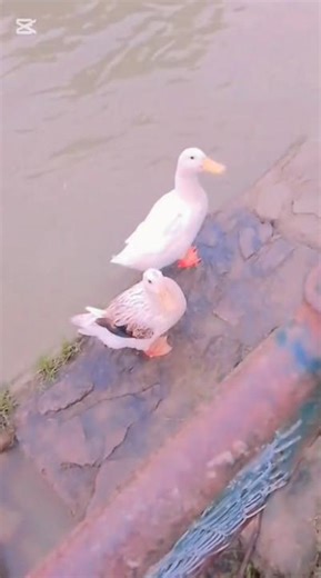 "Cute White Ducks Swimming | Most Adorable Duck Family 🦆💦"