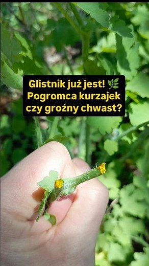 90% osób go mija, a to darmowy sposób na kurzajki 🌿