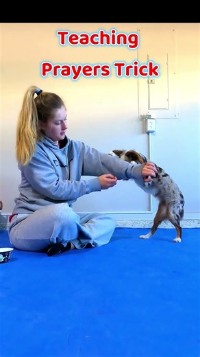 Training my #australianshepherdpuppy to do #dogtricks