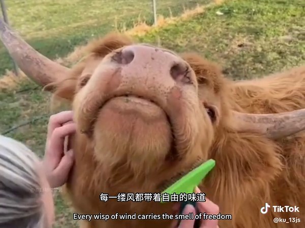 Meet the Most Adorable Highland Calf Ever