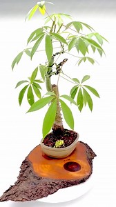Silk Floss Bonsai Tree " Exotics ” Collection From Livebonsaitree - Etsy