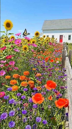 Scatter Wildflower Seeds on Bare Dirt, Get a Solid Wall of Color 🌸