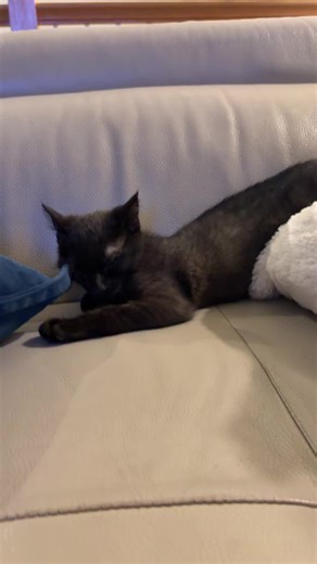 the_three_Cs (@the_3_ccc)’s videos with original sound - Cato