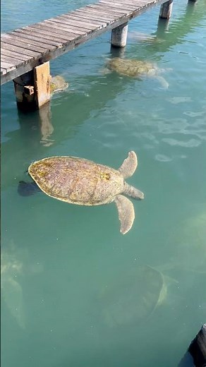Huge Turtles at Cayman Turtle Centre