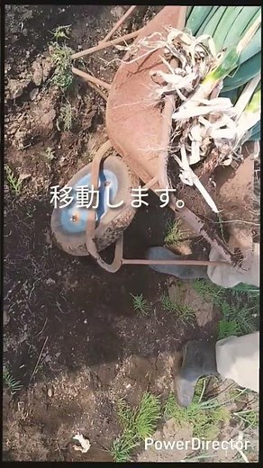 ネギの植え替え #家庭菜園 #家庭菜園ライフ #家庭菜園初心者