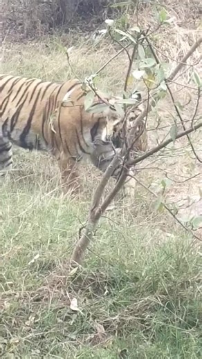 9.9K views · 230 reactions | #ranthambore #wildlife #ranthamborenationalpark #wildlifephotography #rajasthan #india #tiger #nature #incredibleindia #naturephotography #animals #indianwildlife #tigers #photography #sawaimadhopur #indianwildlifeofficial #travel #safari #wildlifeindia #bandhavgarh #bbcearth #jaipur #ranthambhore #natgeowild #jungle #rajasthantourism #travelphotography #ranthamborediaries #tigersofindia #bigcats | Ranthambore National Park | Facebook