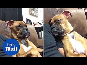Sleepy dog tries to stay awake so he and owner can watch movie together - Daily Mail