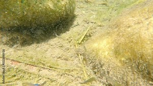 Iridescent toothcarp (Aphanius mento) killifish in the Springs on the shores of the Dead Sea in the Judaean Desert